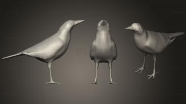 3D model Magpie Blend (STL)